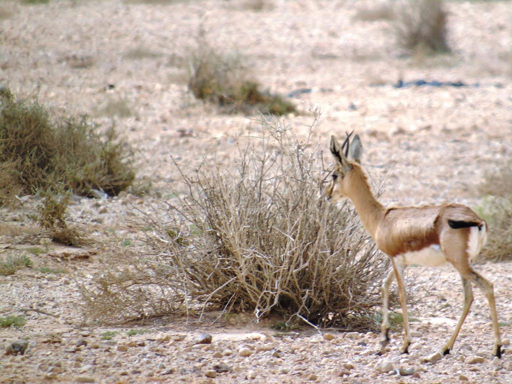 Negev desert