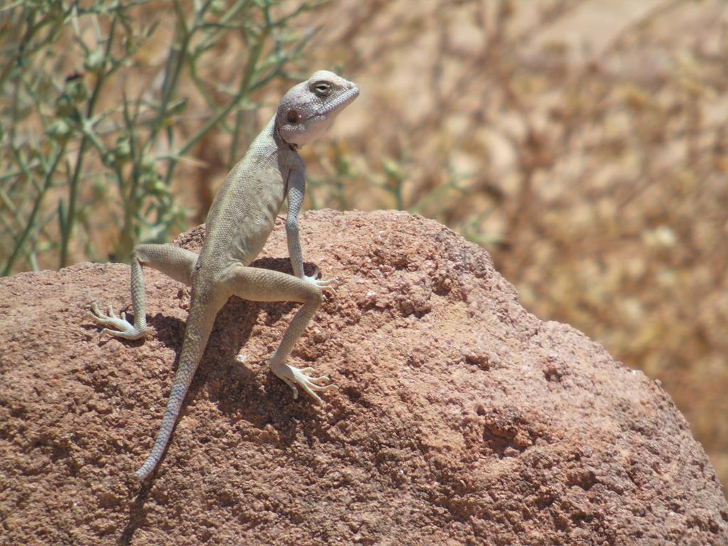 Eilat canyon