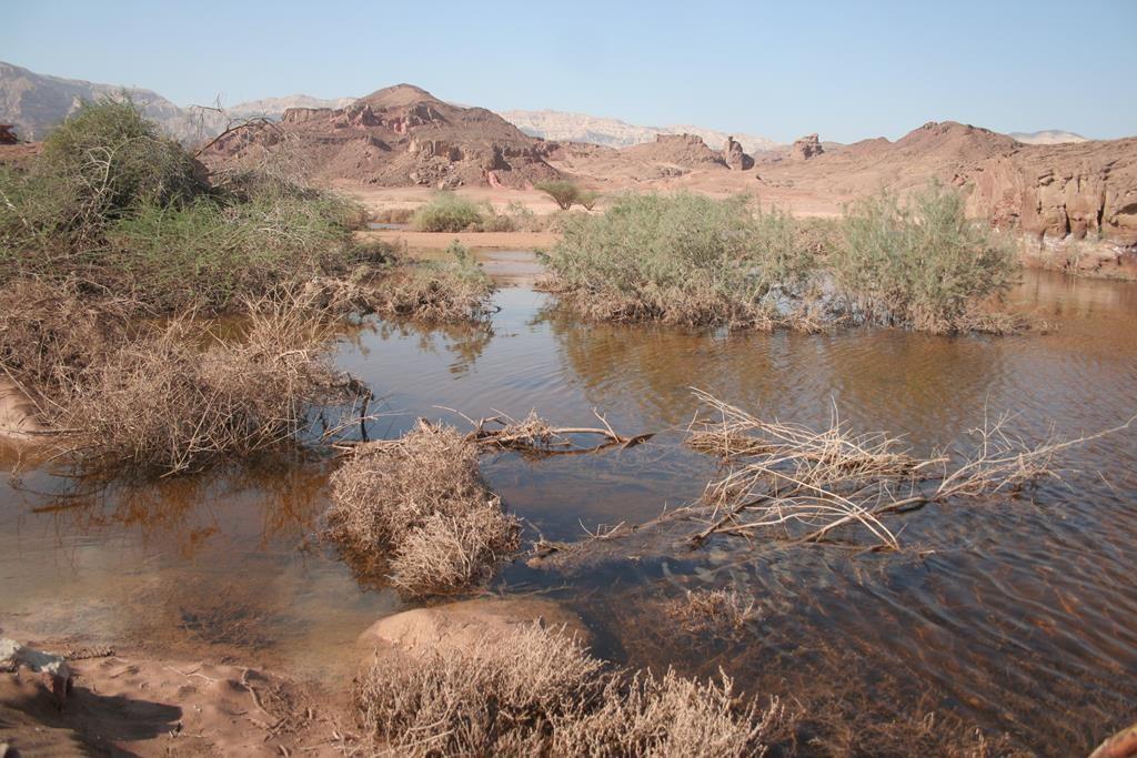 Desert trek