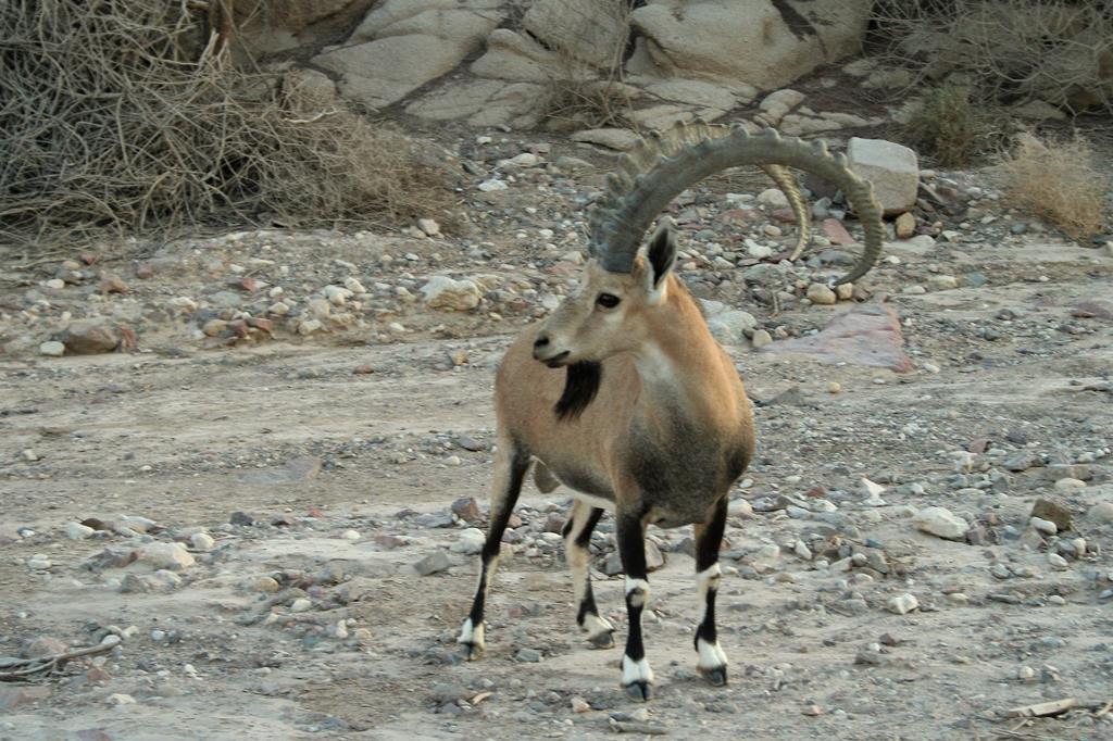 Negev safari