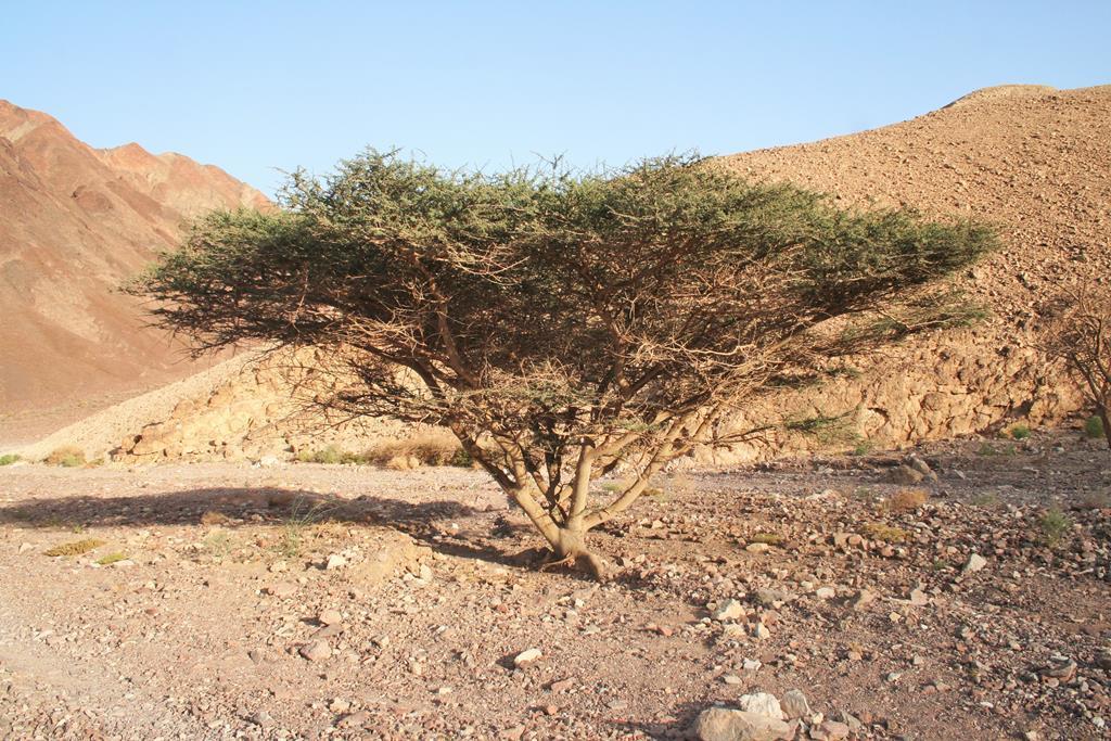 Eilat mountains
