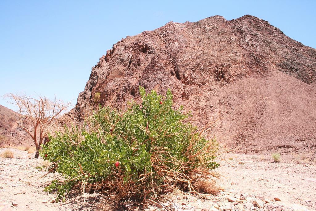 Desert adventure