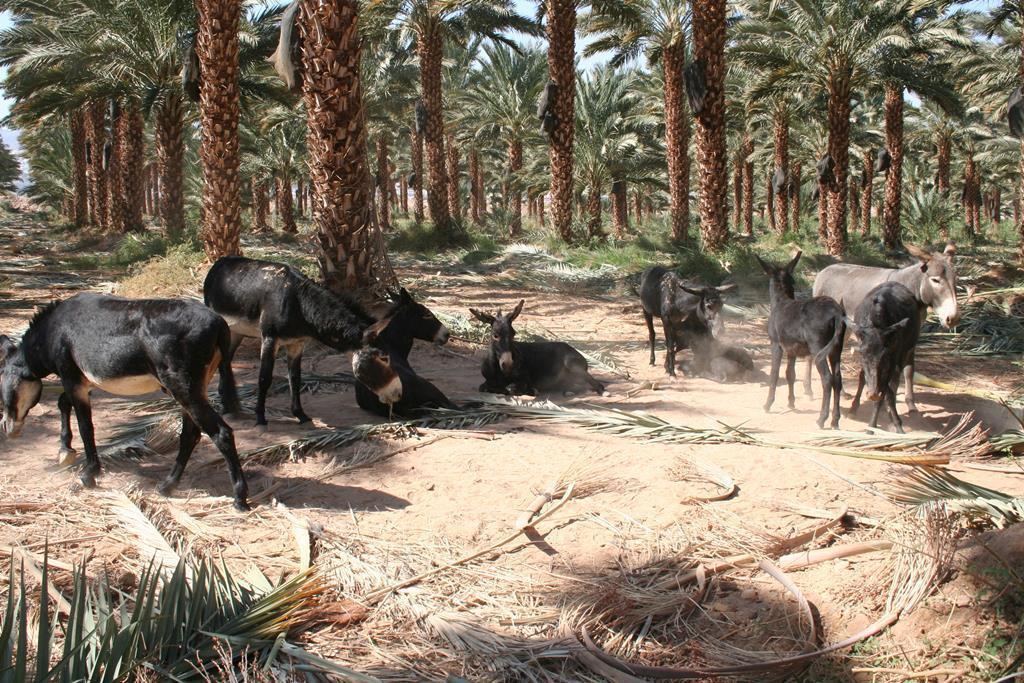 Desert exploration